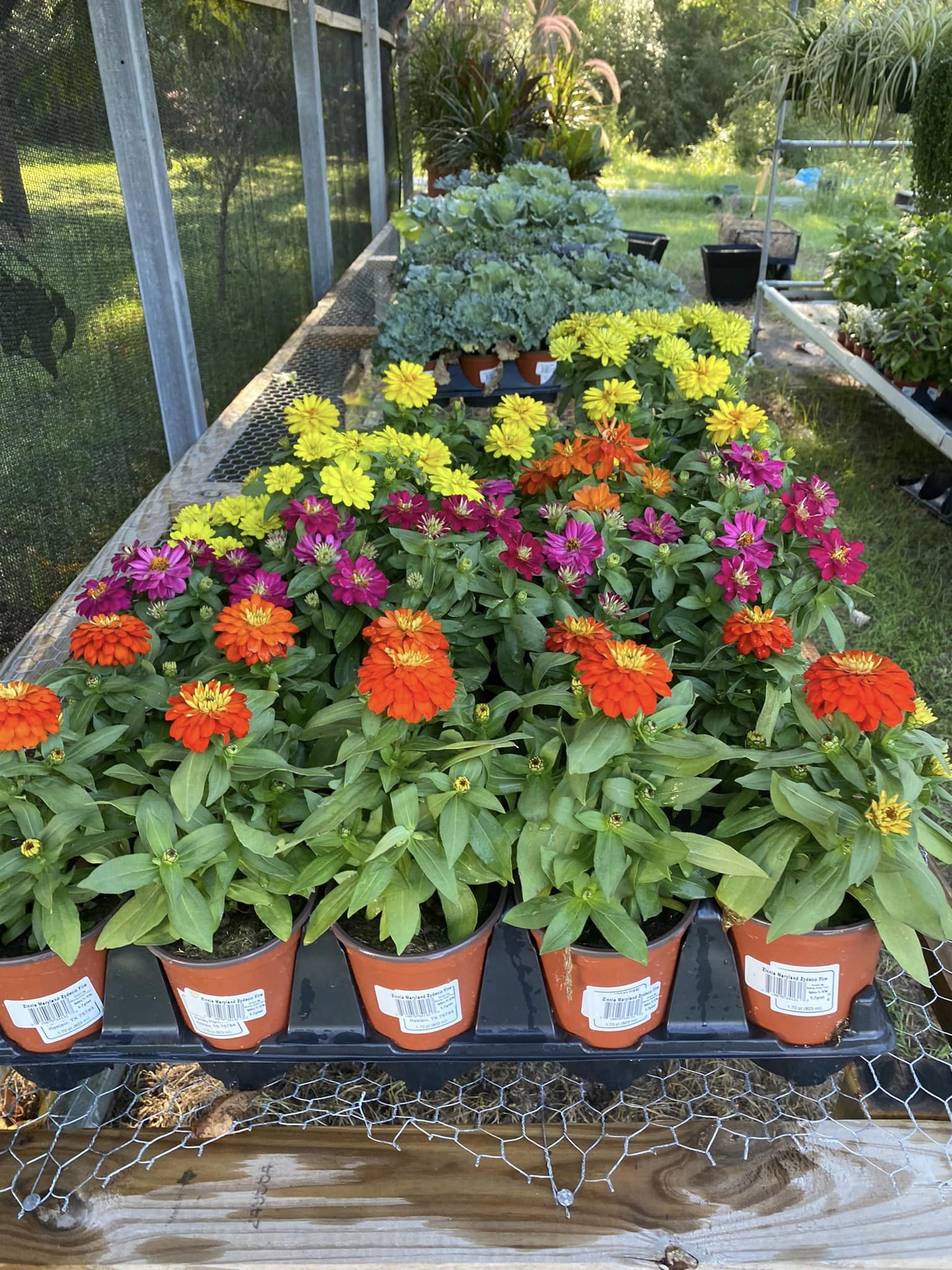Ribbon Cutting Mimi's Plant Nursery 