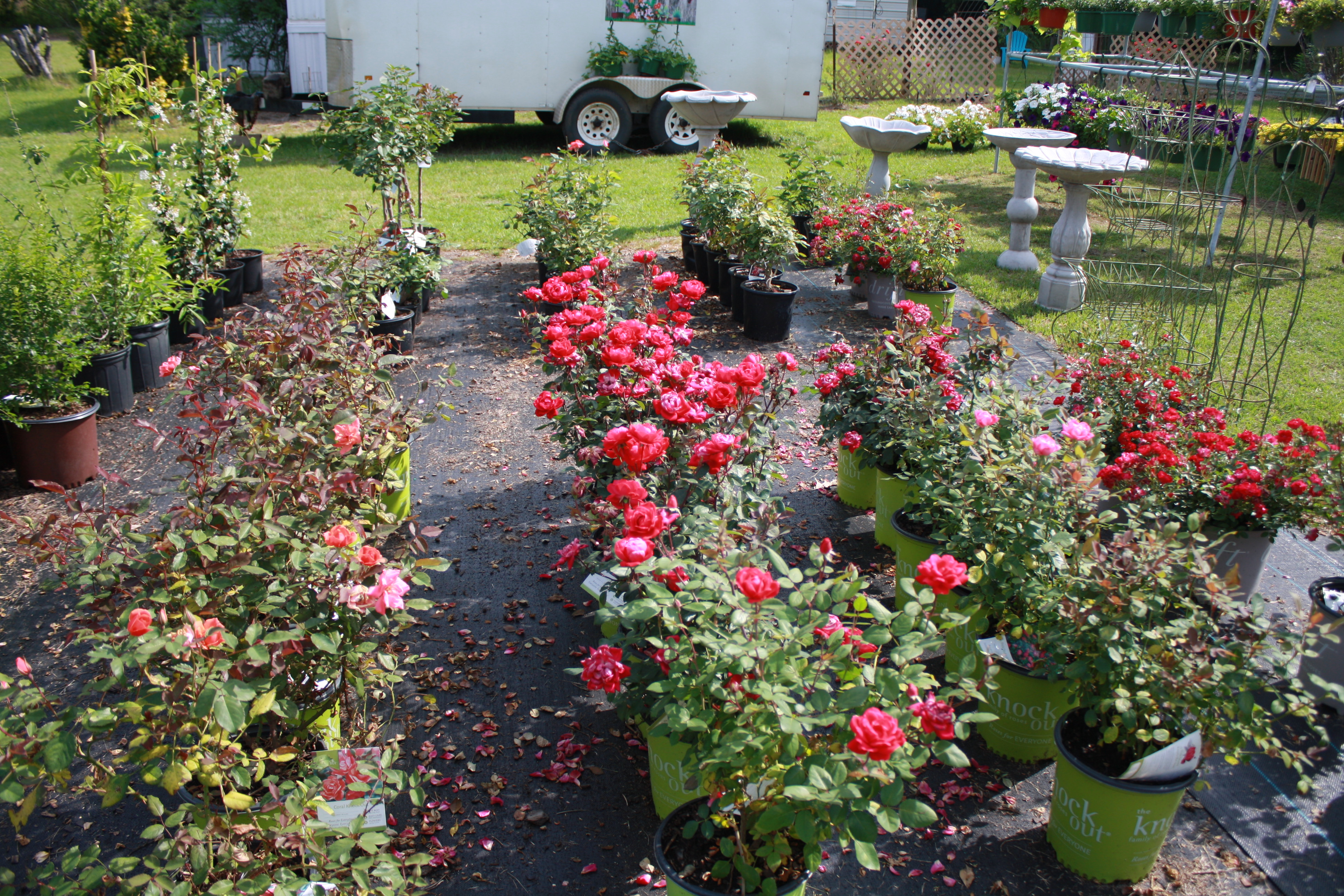 Mimi's Plant Nursery Red Ribbon Cutting Ceremony 