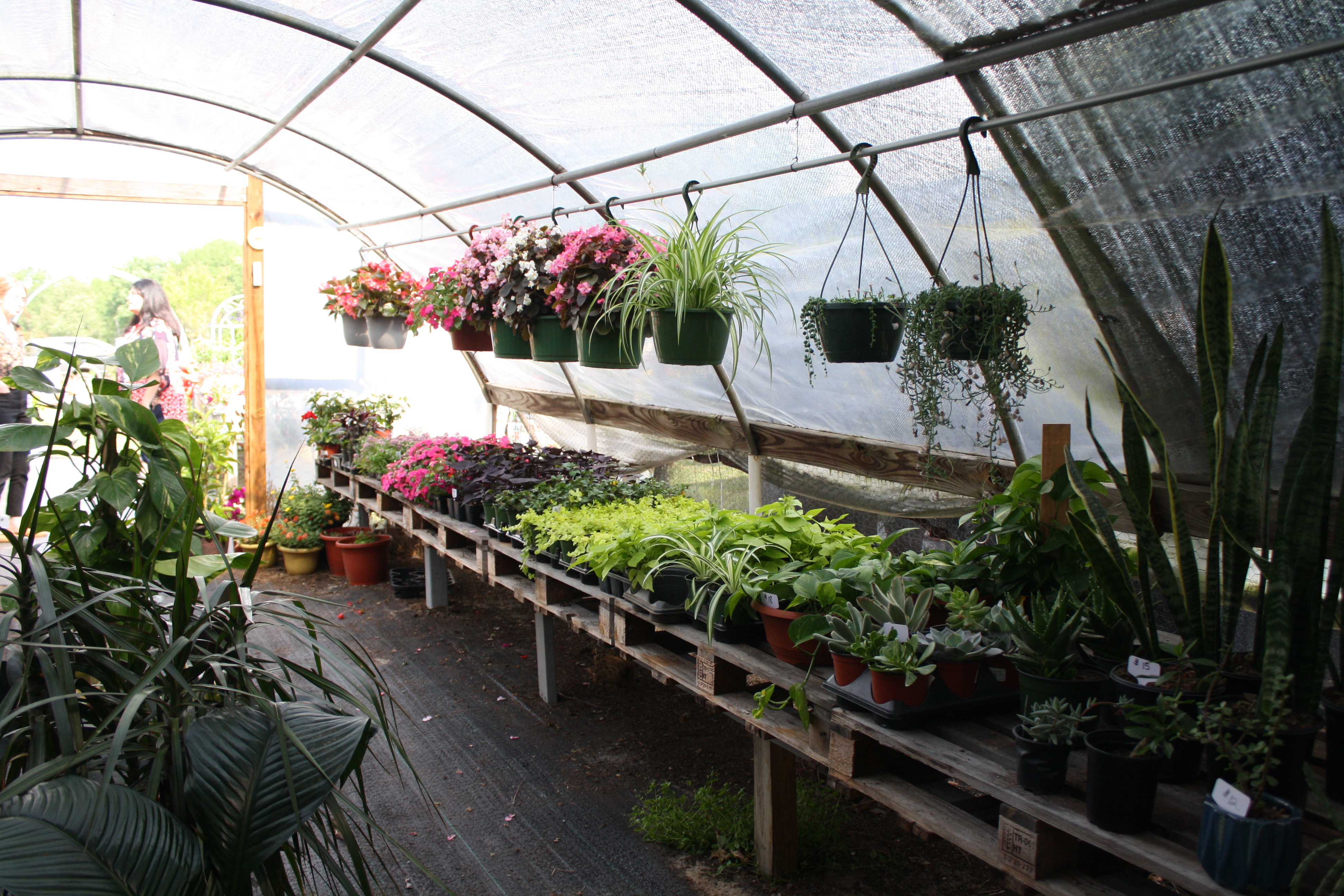 Mimi's Plant Nursery Red Ribbon Cutting Ceremony 