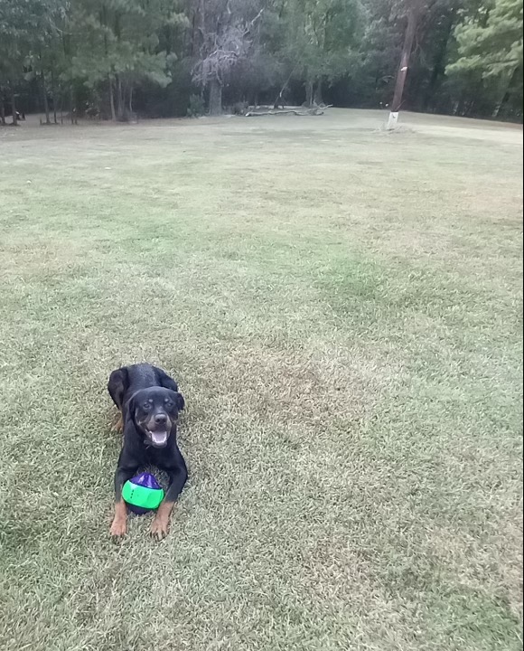 Rottweiler found on CR 1490