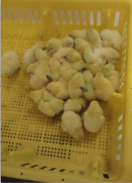 Time to Get Those Chick Orders In & Enter the 2023 Poultry Festival 4-H Broiler Show