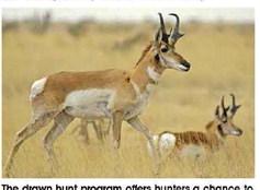 The drawn hunt program offers hunters a chance to apply to win permits to hunt a variety of big game animals, including pronghorn antelope. (TPWD Photo)