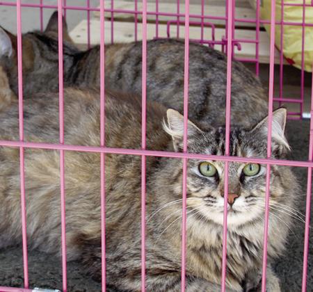 This past Saturday; the Happy Tails Adoption Agency’s event at Tractor Supply in Center had a variety of cats up for adoption.