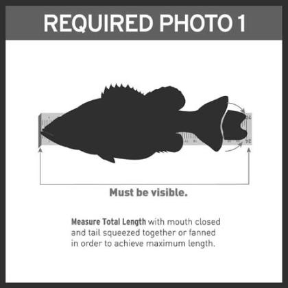 Photos of 24 inch fish on a measuring board are sufficient for entering the fish the 8-plus pound Lunker Class. (Lunker Photo illustration)