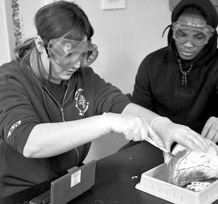 Dissection day in Mrs. Gandy’s A&amp;P class! Seniors got hands-on experience with a cow heart and were able to demonstrate their knowledge about the different parts of the muscle.