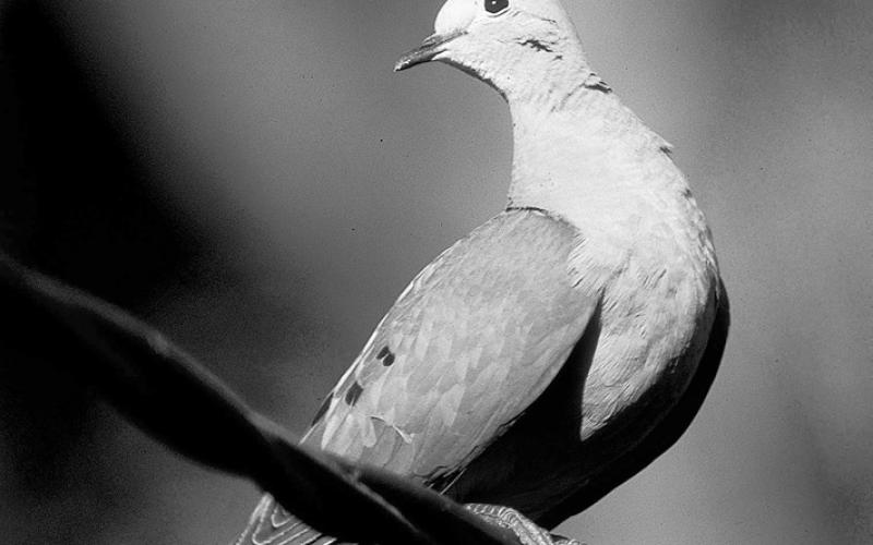 TPWD says mourning dove popu - lations are in great shape as the Texas season opener approaches on Sept. 1. Texas’ mourning dove population is estimated at around 36 million - up five percent from last year and on par with the high - est estimates seen since surveys started 18 years ago. TPWD Photo