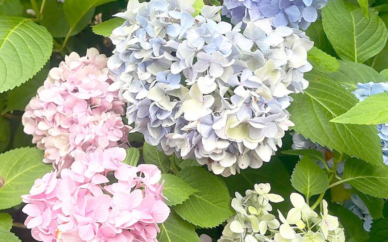 Hydrangea macrophylla ‘Penny Mac’ and other plants with colorful blooms will be featured at SFA Gardens fall plant sale. Submitted | Light and Champion