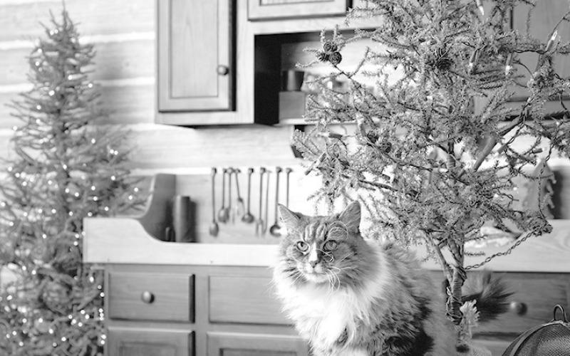 Be mindful of pets during the holiday season