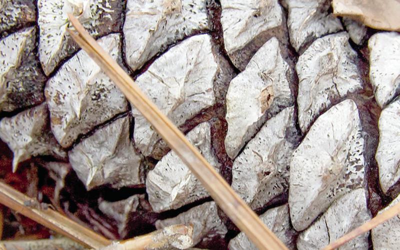 3rd - Tie - Pinecone by Debra Cockrell