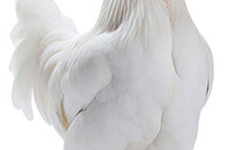 Avian influenza detected in Shelby County poultry flock