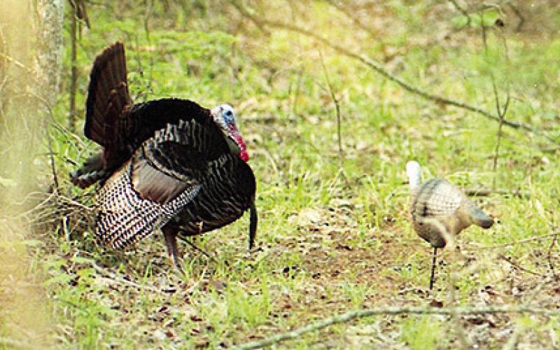 A gobbler coming to a call is constantly looking for the source. A hen decoy can at times make a wary gobbler go ahead and commit. Photo by Matt Williams