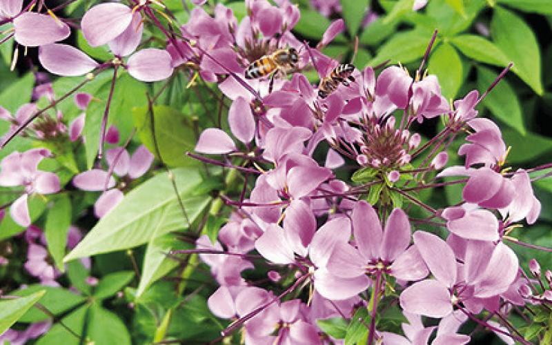 Pollinator friendly plants like Cleome ‘Senorita Rosalita’ will be available at SFA Gardens Plant Sale on April 5. Submitted | Light and Champion