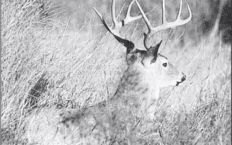 Texas has a robust deer herd numbering close to 5 million animals, way more than any other state. TPWD is predicting average to above average antler growth on bucks in most areas of the state. Photo by Matt Williams