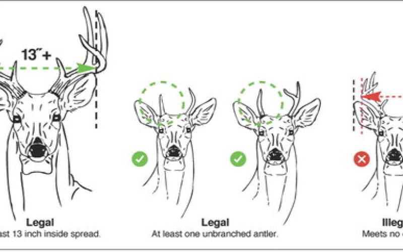 Hunters should be mindful of 13-inch minimum antler restriction in effect in 117 counties. A point is a projection that extends at least one inch from the edge of a main beam or another tine. The tip of the main beam is also a point. TPWD