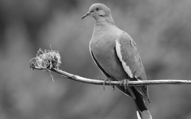 TPWD wraps up annual dove call count surveys statewide