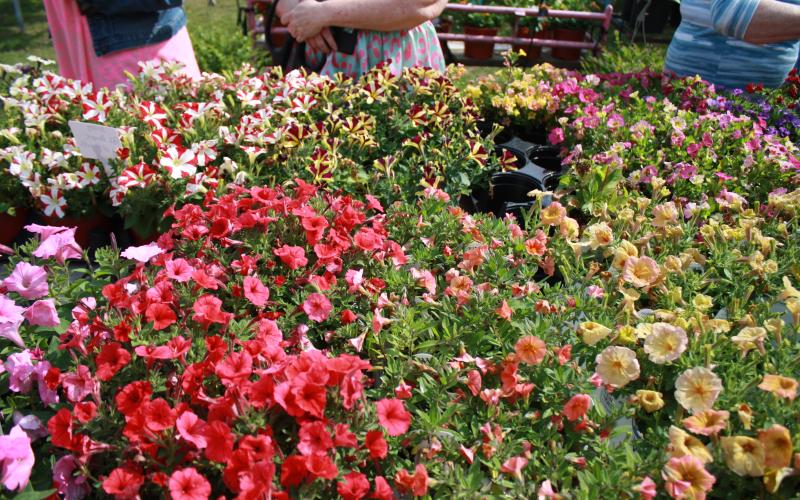 Mimi's Plant Nursery Red Ribbon Cutting Ceremony