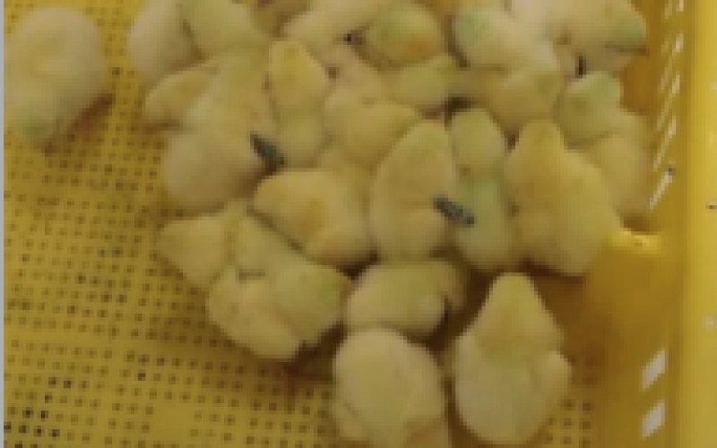 Time to Get Those Chick Orders In &amp; Enter the 2023 Poultry Festival 4-H Broiler Show