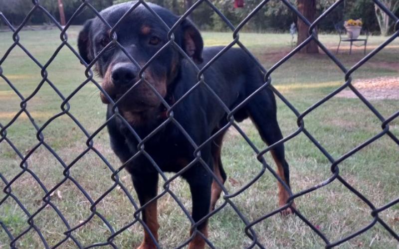 Rottweiler found on CR 1490