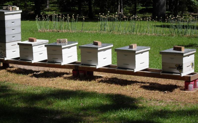 Sabine County Beekeepers November Meeting