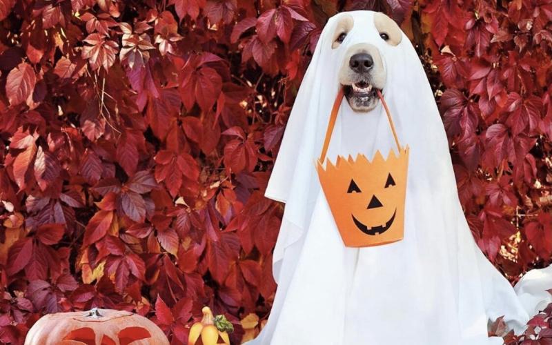 Howl-O-Ween, a howling good time!