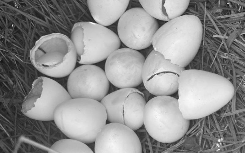 Flying High