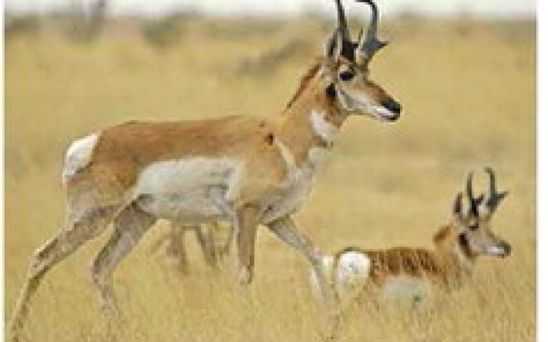 The drawn hunt program offers hunters a chance to apply to win permits to hunt a variety of big game animals, including pronghorn antelope. (TPWD Photo)