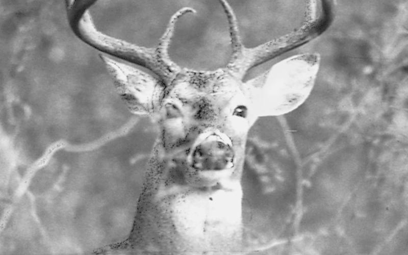 Wildlife experts are predicting average to above average antler growth on the bucks this season thanks to favorable habitat conditions in early spring in many parts of the state. Photo by Matt Williams