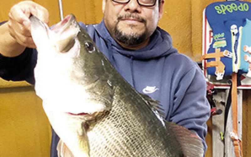 On Feb. 12, 2025, Gomez was fishing at the same dock when he caught the same fish a second time. The bass, now a 14.78 pounder, was identified by an internal “PIT” tag that was placed in its body cavity in 2023. TPWD Photo