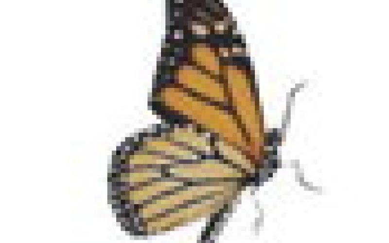 Butterfly Release celebrating 13 years