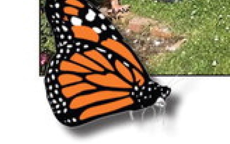 Butterfly Release celebrating 13 years