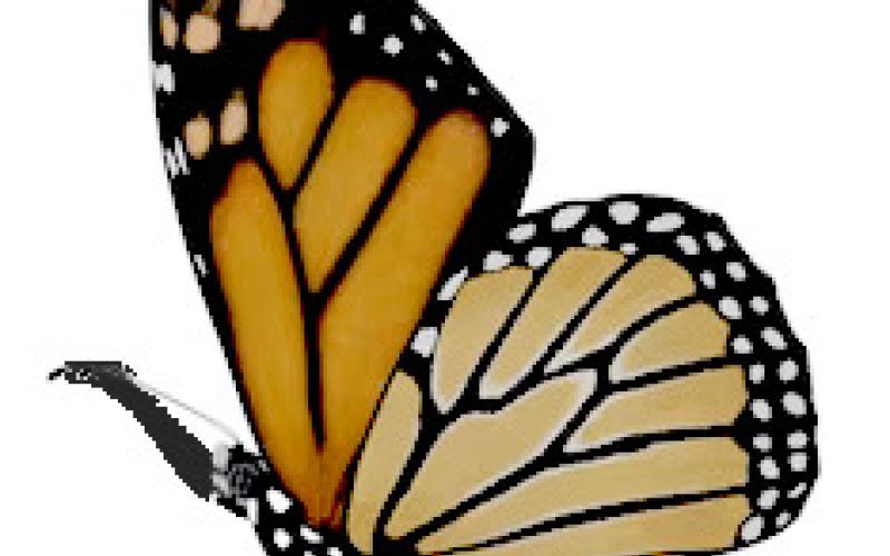 Butterfly Release celebrating 13 years