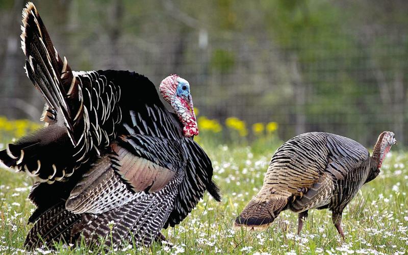 Spring turkey preview