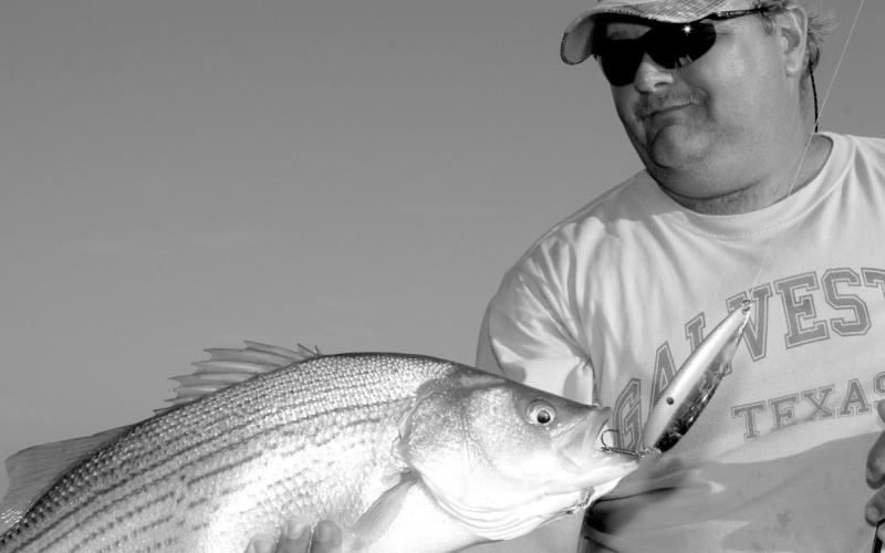 Hybrid stripers are brawny fish known for delivering hard hits and fierce battles.The fish are a genetic cross between striped bass and white bass.TPWD stocks close to 3 million hybrids in about 20 lakes each year. (Photo by Matt Williams)