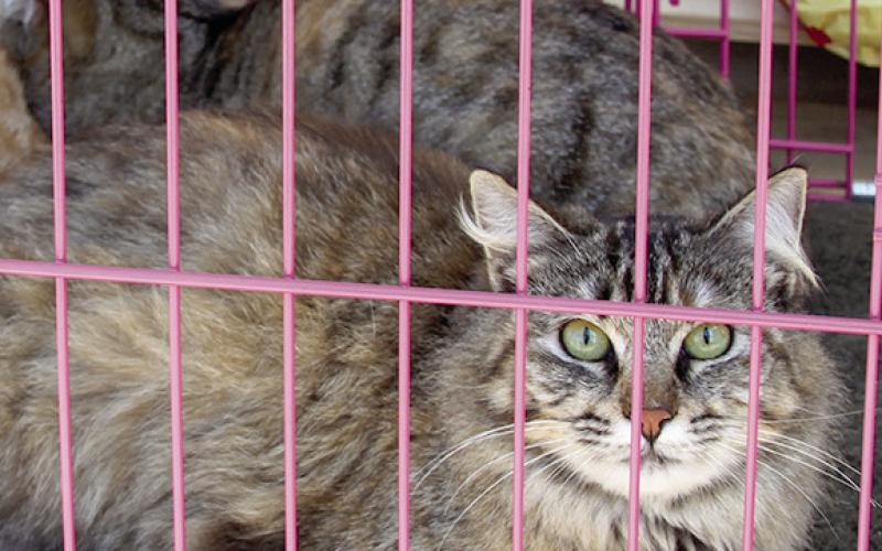 This past Saturday; the Happy Tails Adoption Agency’s event at Tractor Supply in Center had a variety of cats up for adoption.