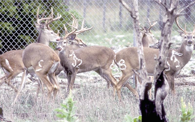 Cutlines: (Bucks in Pen) — TPWD recently euthanized a total of 89 deer at its prized research facility at the Kerr WMA, including 38 bucks, 36 does and 15 fawns. The deer herd was euthanized following the confirmation of chronic wasting disease in a 14-month-old buck. TPWD said postmortem testing of the entire herd yielded no additional CWD positives. TPWD Photo | The LIght and Champion