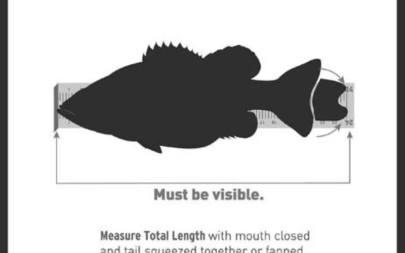 Photos of 24 inch fish on a measuring board are sufficient for entering the fish the 8-plus pound Lunker Class. (Lunker Photo illustration)