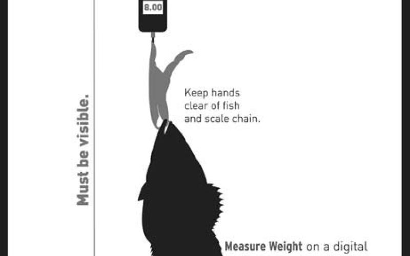 All Legend and Elite Class entries must be accompanied by photo documentation showing the fish a digital scale with the reading visible. (Lunker Photo illustration)