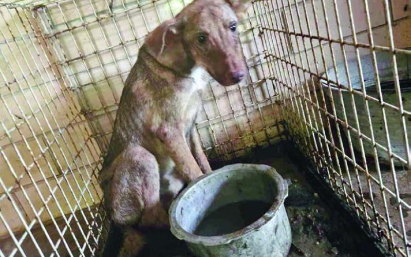 Two arrested for conditions at pet shelter in Center