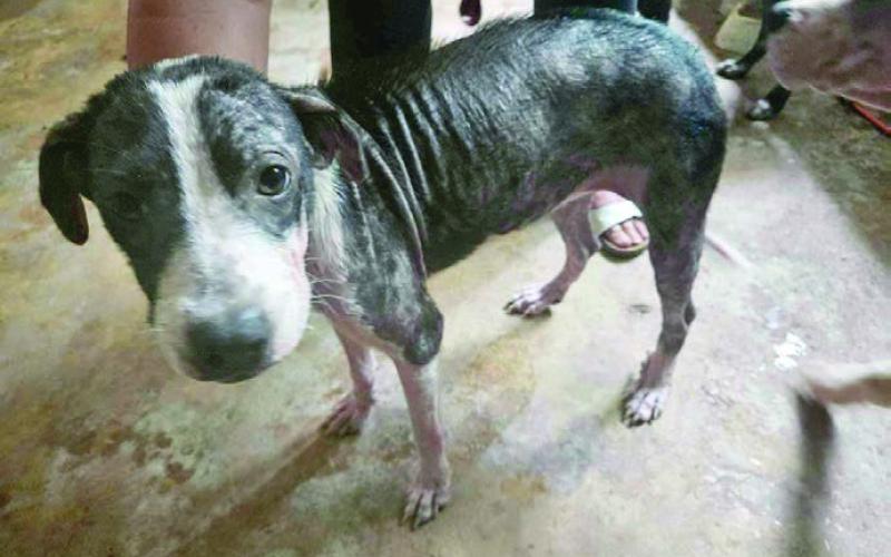 Conditions of both the pet center as well as the animals themselves shows the overwhelming horrific conditions at the animal center once operated under contract by the Lindleys.