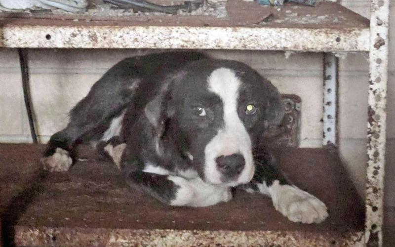 Two arrested for conditions at pet shelter in Center