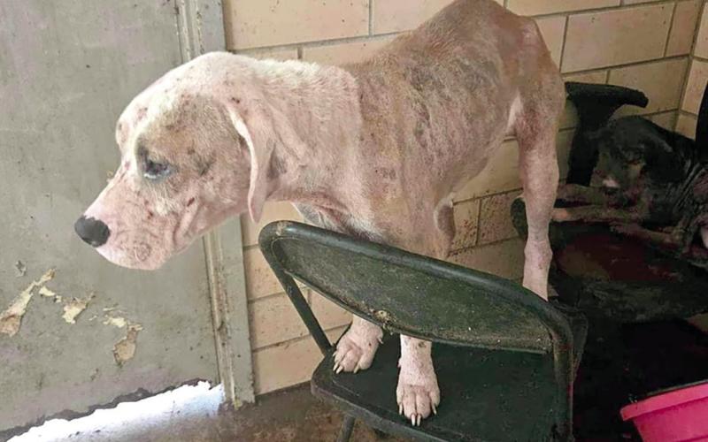 14 animals in total were transported away from this facility. Several adopted out by the Center Police Department, others reportedly gone to Happy Tails Adoption in Center for homing. Annika Bloys | The Light and Champion