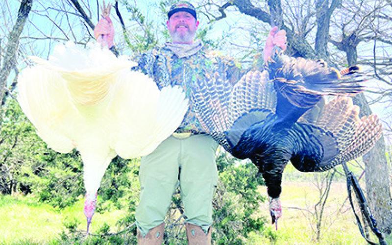 On March 29, Jaret Barrett of Waxahachie was turkey hunting on his 1,000-acre lease in Eastland County when he bagged a pair of Rio Grande gobblers at 40 yards. One of the gobblers had snow-white plumage that is considered exceptionally rare in the wild. Photo courtesy Jaret Barrett