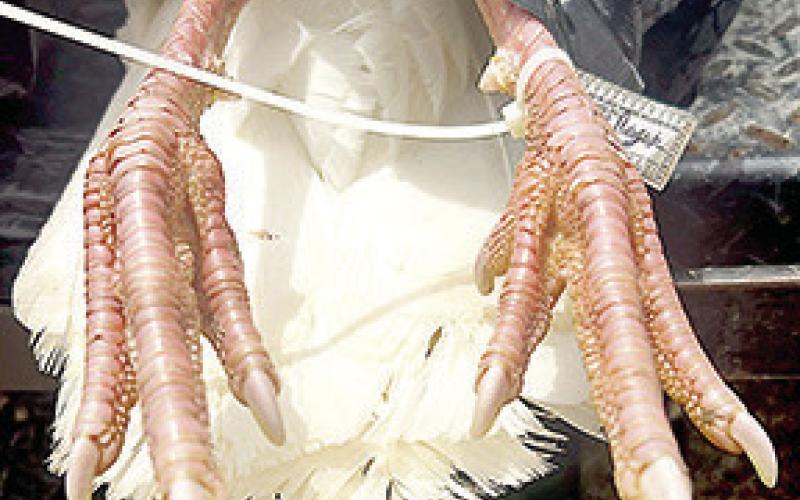 Barrett’s rare white gobbler had black eyes, pink legs, a blackish beard and pearl colored toe claws. Photo courtesy Jaret Barrett