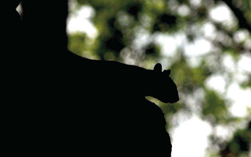 Ghost squirrels