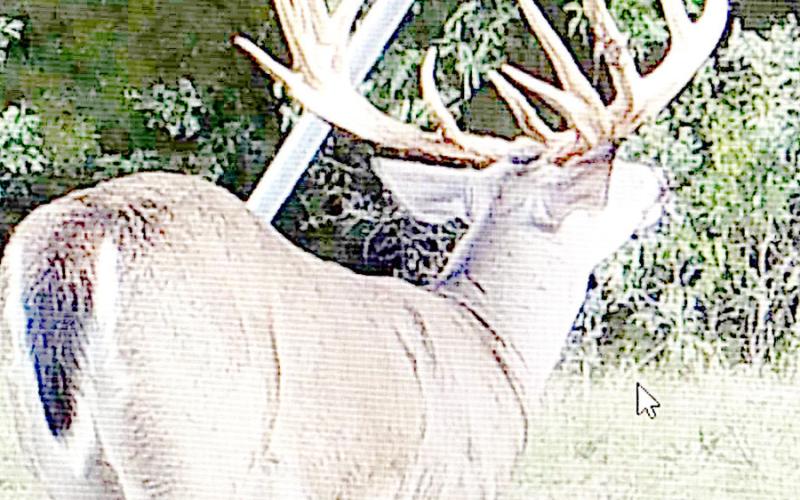 In 2016, Kaufman County landowner Jerry Ludlicka’s game camera caught this whopper at a feeder about a mile from Sewell’s property. Courtesy Photo, Jerry Ludlicka