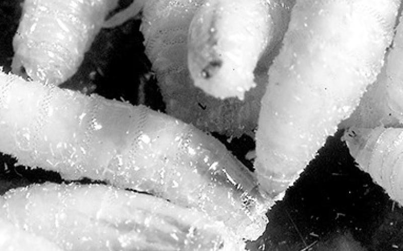 The screwworm larvae, or maggots, feed off the living tissue of mammals. After feeding, larvae leave the host, burrow into the soil and eventually emerge as the next generation of breeding screwworm flies. USDA