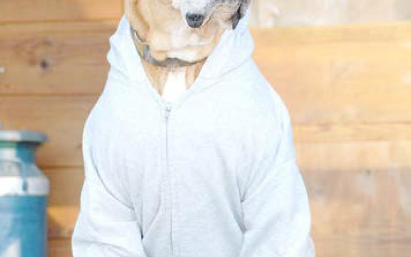 The author’s dog nearly got into serious trouble in July 2004 when he followed his nose to a mature black bear in the New Mexico high country. The dog’s escape route led the angry bear straight back to its owner. Slug-Go is pictured here at 13, shortly before he died of of cancer in 2010. Photo by Matt Williams