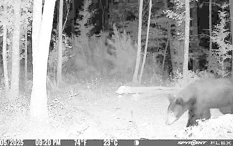 This juvenile black bear has been sighted more than a dozen times in four East Texas counties since July 15. One of the last sightings was August 25, when it showed up on a trail camera in Houston County. TPWD, Landowner Submitted Photo