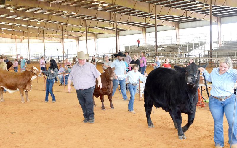 Livestock judge Derrick Brown assesses entrants in the Shelby County 4H &amp;amp; FFA Livestock Show held last Thursday. Showing their heifers are (from left) Keaton Hughes, Macklyn Kirk, Bailey Shadix and Brecken Kimbro. Young people from across the county participated in a week-long series of events showing off their animals and their hard work. Check out next week’s edition of The Light and Champion for full results from the show and sales and for more pictures. David Danley | Light and Champion