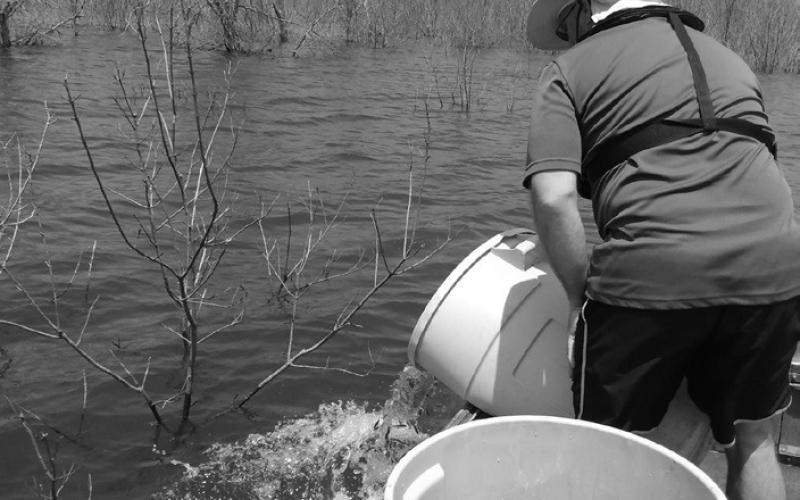 TPWD has stocked the lake with nearly 400,000 ShareLunker offspring, including 278,407 “Lone Star” bass fingerlings in early May. (Dan Bennett Photo)